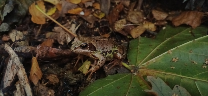 Whitby Park Community Garden